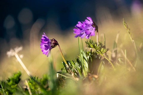 Clusius Primula (Primula clusiana), Hohen Tauern, Austria, Europe