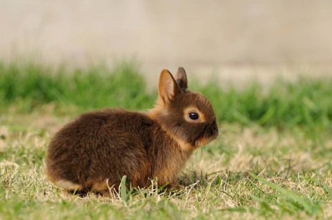 Small brown rabbit sitting in a meadow, colour dwarf, tan-havana, Bavaria