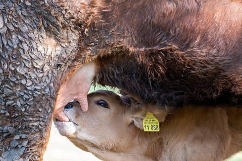 Calf being suckled, suckling calf, calf drinking milk, cow, cows in a meadow, Bad Heilbrunn, Upper