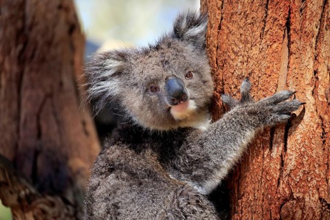 Koala (Phascolarctos cinereus), subadult, half-grown juvenile, portrait, Kangaroo Island, South