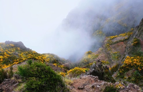 A mountain covered in fog and clouds with blooming Cytisus shrubs. Near Pico de Arieiro, Madeira