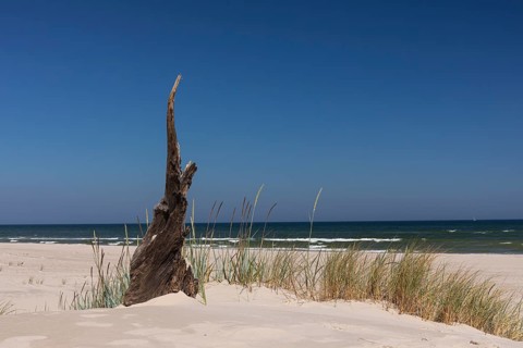 Dead trees protrude from a sand dune on a sunny day with a blue sky. Lacka Dune in the Slowinski