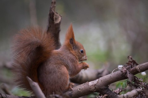 One Red squirrel or Eurasian red squirrel (Sciurus vulgaris) feeding on peanut. Trees in the