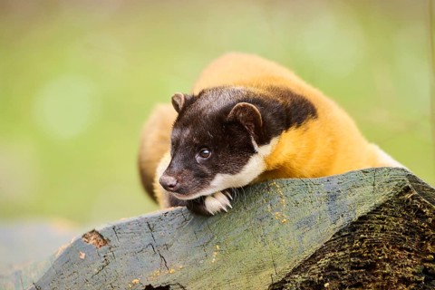 Yellow-throated marten (Martes flavigula) on an old tree trunk, Germany, Europe