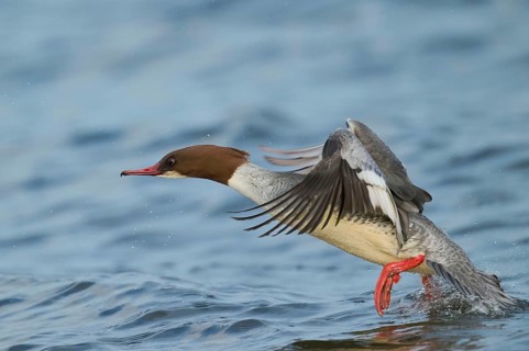 Goosander female in flight (Mergus merganser) Lower Saxony, Germany, Europe