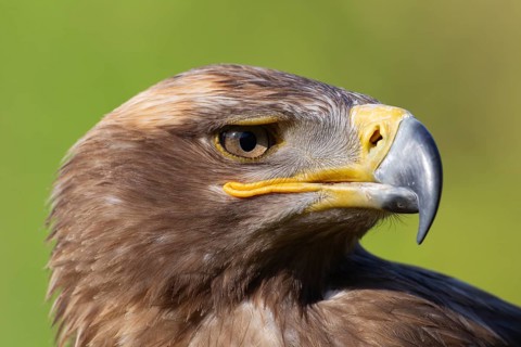 Steppe eagle (Aquila nipalensis) adult bird of prey head portrait, England, United Kingdom -