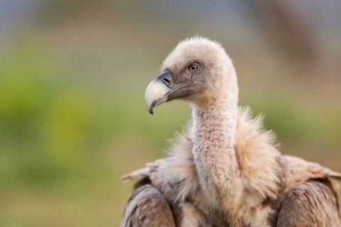 Portrait of a Griffon Vulture (Gyps fulvus) in autumn, Pyrenees, Catalonia, Spain, Europe