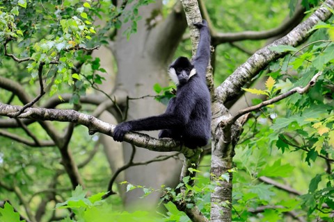 Northern white-cheeked gibbon (Nomascus leucogenys), adult, male, on tree, alert, feeding search