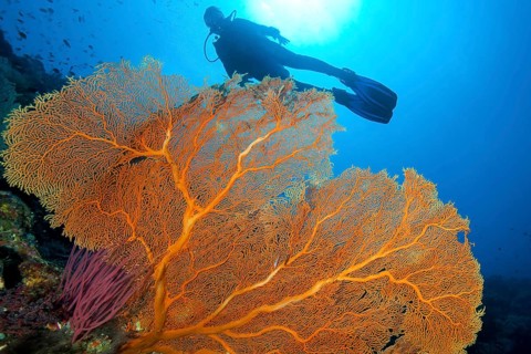 Backlit photograph of diver looking at large fan coral (Annella mollis) (Subergorgia mollis) while