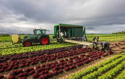 Soest, Sauerland, North Rhine-Westphalia, Germany - Vegetable cultivation, harvest helpers