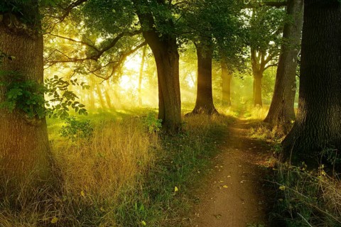Narrow hiking trail through an avenue of oaks and ash trees in the morning light, sun shining