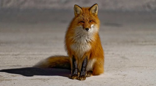 Red fox (Vulpes vulpes), winter, sitting in the snow, front view, evening light, Yukon Territory,