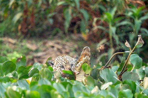 Jaguar (Panthera onca), attacking a spectacled caiman (Caiman yacare), North Pantanal, Barão de