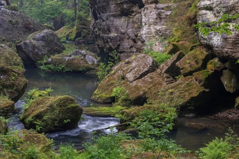 Flowing water with ferns and rocks in the Wild Gorge, river Kamnitz, Hrensko, Ustecky kraj, Czech
