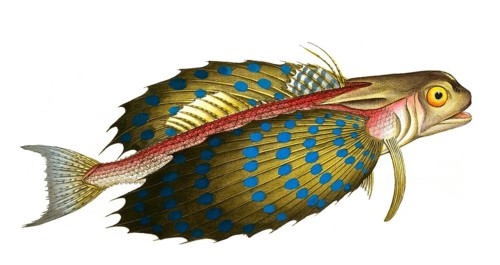 Fish, Fish, Fish species from the subfamily of the true gurnards, Trigla volitans, flying sea cock,
