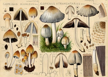 Mushroom, fungi, common mica tintling, Coprinellus micaceus, syn. Coprinus micaceus and common grey