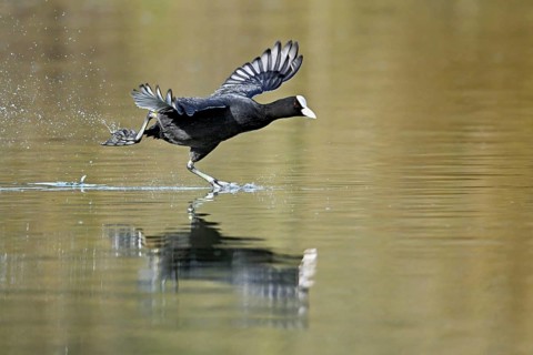 Eurasian Coot (Fulica atra), running over the water surface and causing splashing water, shallow