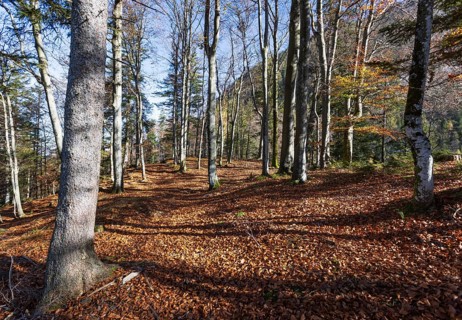 Beech forest on the hiking trail to Schwarzer Berg, Golling, Osterhorngruppe, Salzburg province,