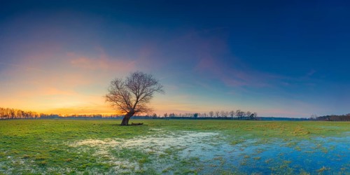 View of a pasture with a single tree in the sunset, panorama, landscape photo, nature photo,