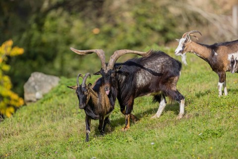 One male Tauernschecke goat, Capra aegagrus hircus, checks the readiness of a goat to mate