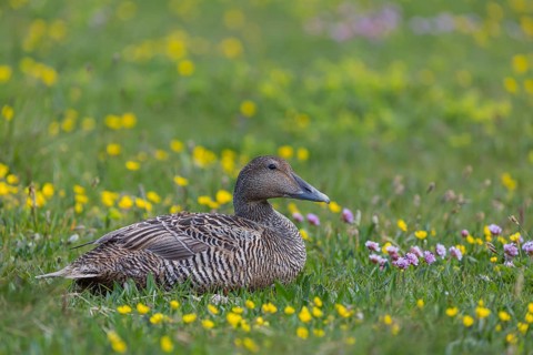 One female common eider, Somateria mollissima, resting on a flowering meadow at the coast of