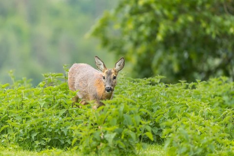 One female Roe Deer, (Capreolus capreolus), walking thru a thicket of stinging nettle in late