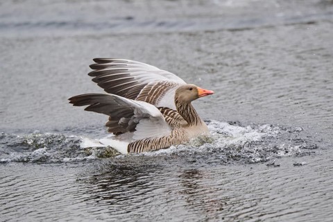 Graylag goose (Anser anser) landing in the water, Düne, Helgoland, Schleswig-Holstein, Germany,