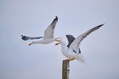 Yellow-legged gull (Larus michahellis) flying from each other, Düne, Helgoland, Schleswig-Holstein,