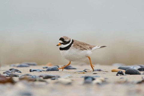 Common ringed plover (Charadrius hiaticula) on the beach, Düne, Helgoland, Schleswig-Holstein,