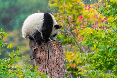 A Giant Panda, cub, ailuropoda melanoleuca, climbs up a dead tree