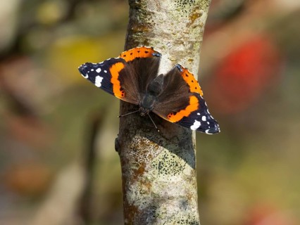Red Admiral (Vanessa atalanta), butterfly perched on a Rowan tree stem, sunbathing in autumn