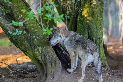 One adult male eurasian gray wolf (Canis lupus lupus) standing in front of an old split tree at a