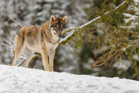 A young grey wolf (Canis lupus lupus) stands on a sloping, snow-covered meadow on a cold, cloudy