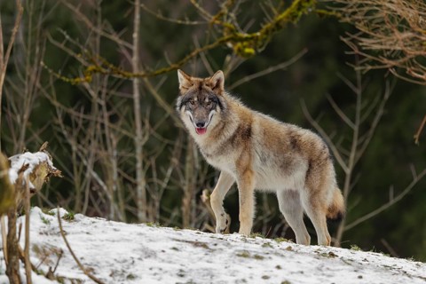 A grey wolf (Canis lupus lupus) runs across the sloping, snow-covered meadow at the edge of a
