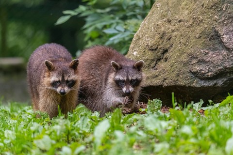 Two adult Raccoons, Procyon lotor, standing on a meadow side by side. A rock and green vegetation