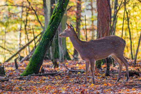 A female Manchurian sika deer or Dybowski's sika deer (Cervus nippon mantchuricus or Cervus nippon