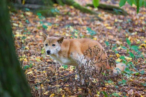 One New Guinea singing dog or New Guinea Highland dog (Canis hallstromi) (Canis dingo hallstromi,