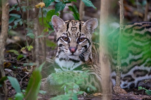 Ocelot (Felis pardalis) Pantanal Brazil