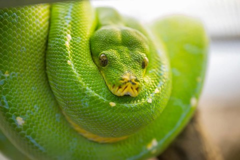Green tree python (Morelia viridis), portrait, captive, Germany, Europe