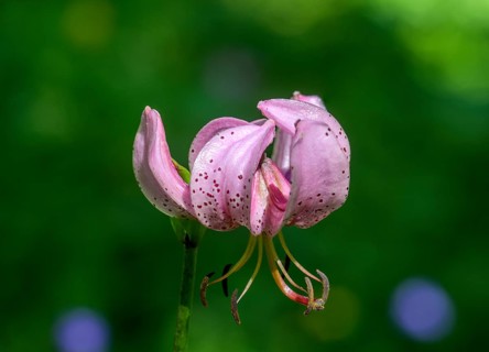 Turk's cap (Lilium martagon), Entracque, province of Cuneo, Italy, Europe