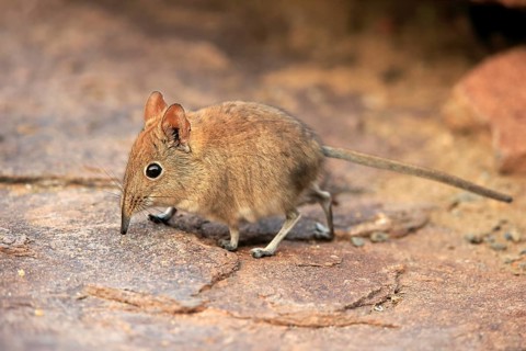 Short-eared elephant shrew, (Macroscelides probosideus), adult, foraging, Mountain Zebra National