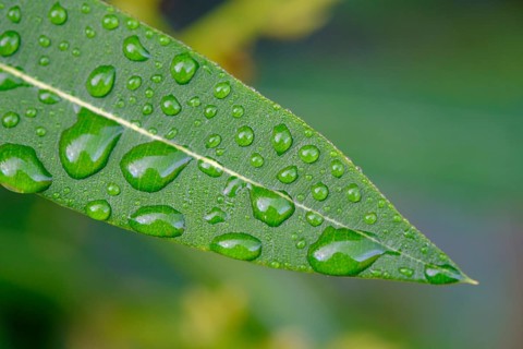 Raindrops on an oleander leaf, near Cruïlles, Costa Brava, Catalonia, Spain, Europe