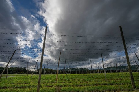 Dark rain clouds (Nimbostratus) over a harvested hop field, Bavaria, Germany, Europe