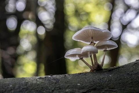 Ringed beech slime moulds (Oudemansiella mucida), Emsland, Lower Saxony, Germany, Europe