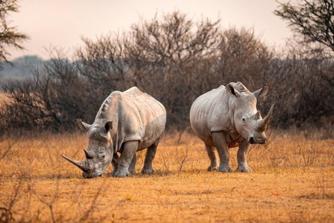 Southern white rhinoceros (Ceratotherium simum simum), two rhinos in the evening light, Khama Rhino