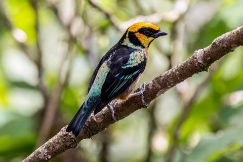 Flame-faced tanager (Tangara parzudakii), Mindo Forest Reserve, Mindo, Ecuador, South America