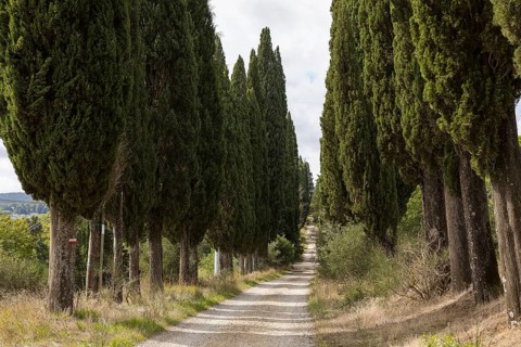 Path through an avenue of columnar cypresses (Cupressus sempervirens) near San Gimignano, Province