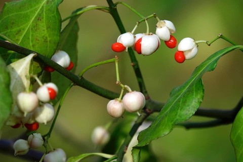 Peacock (Euonymus europaeus), autumn, Saxony, Germany, Europe