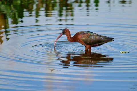 Glossy ibis, (Plegadis falcinellus), in water, spring, Wakodahatchee Wetlands, Delray Beach,