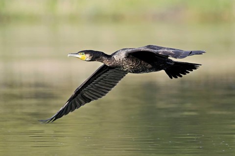 Cormorant (Phalacrocorax carbo), in flight, shallow lake, nature reserve, Reuss valley, Canton